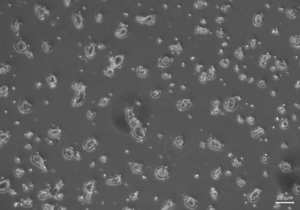 HEK293 Cells