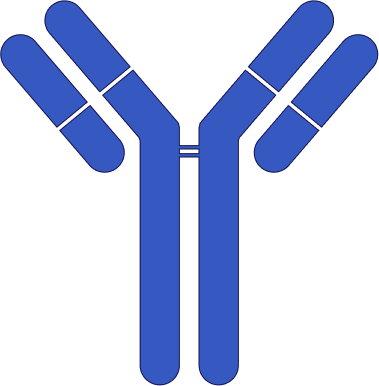 antibody illustration
