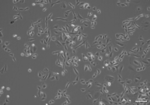 chinese hamster ovary (CHO-K1) cells