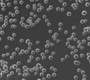 Suspension Chinese Hamster Ovary (CHO) Cells