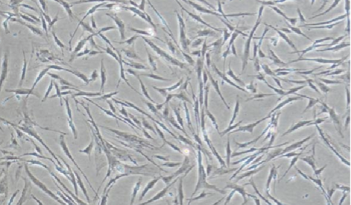Human Adipose Derived Mesenchymal Stem Cells (Low Passage)