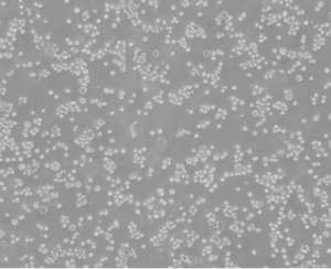 suspension human embryonic kidney hek cells